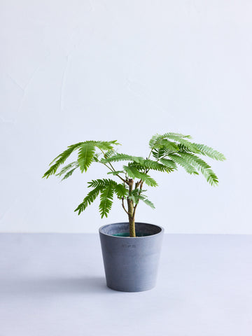 エバーフレッシュ Table-M