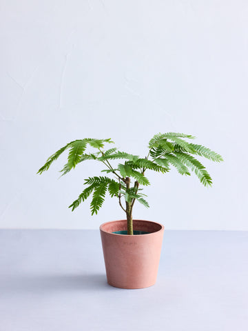 エバーフレッシュ Table-M