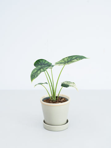 【一点もの】アロカシア・ドラゴンスケール・ミントバリエガータ Table-M #4