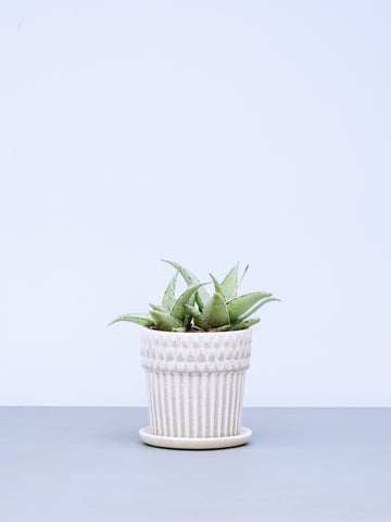 【一点もの】アロエ・スノードリフト Table-L
