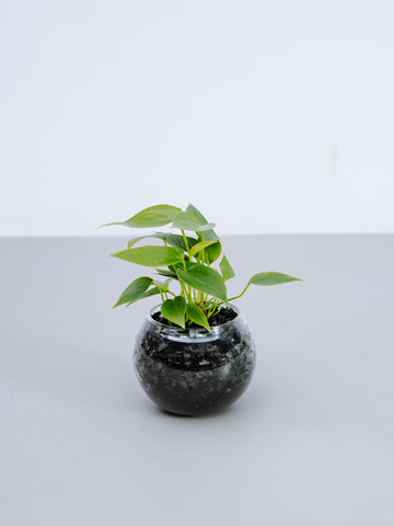 【一点もの】アンスリウム Table-S