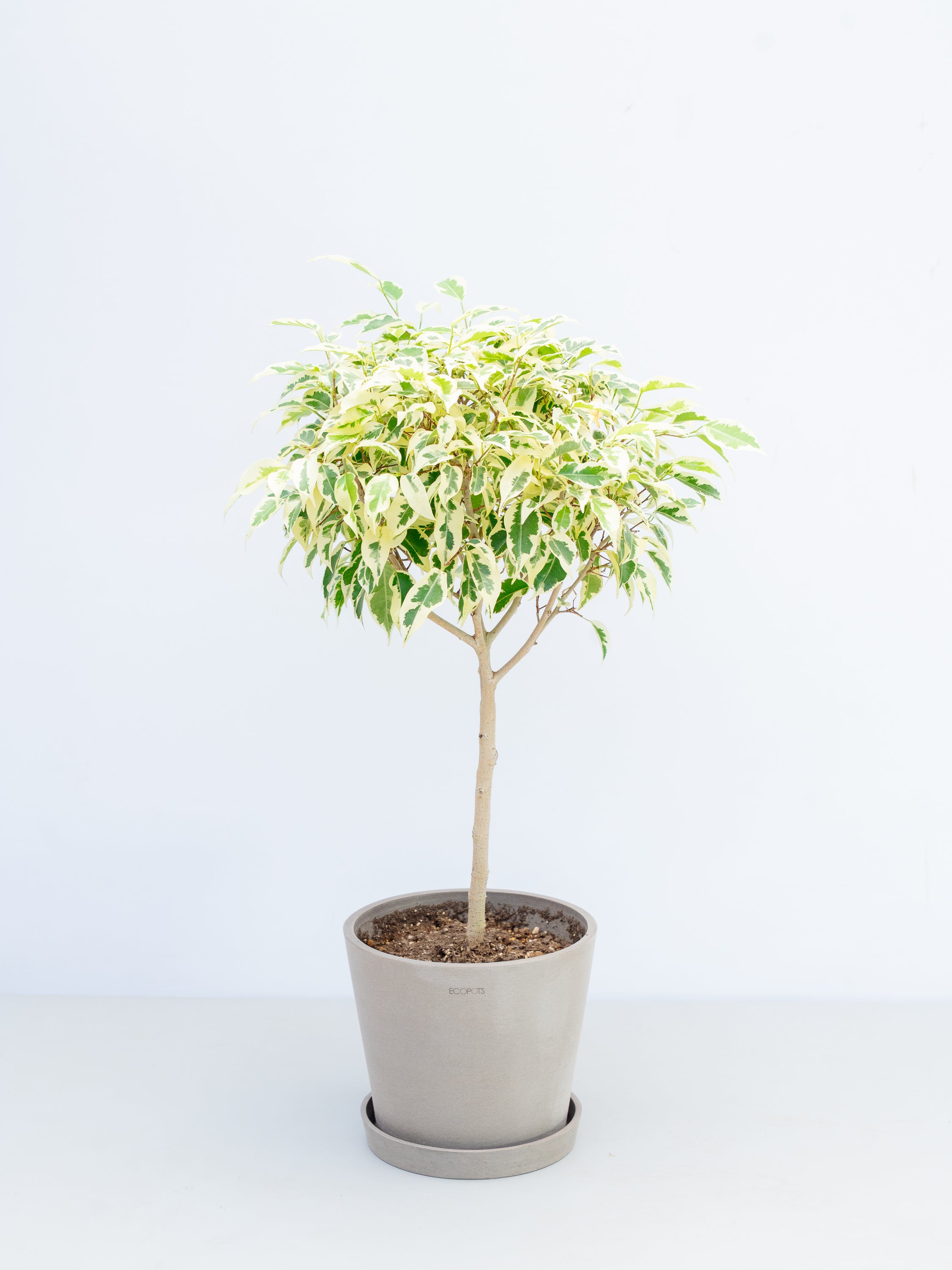 【一点もの】ベンジャミン・スターライトビューティークイーン S #3
