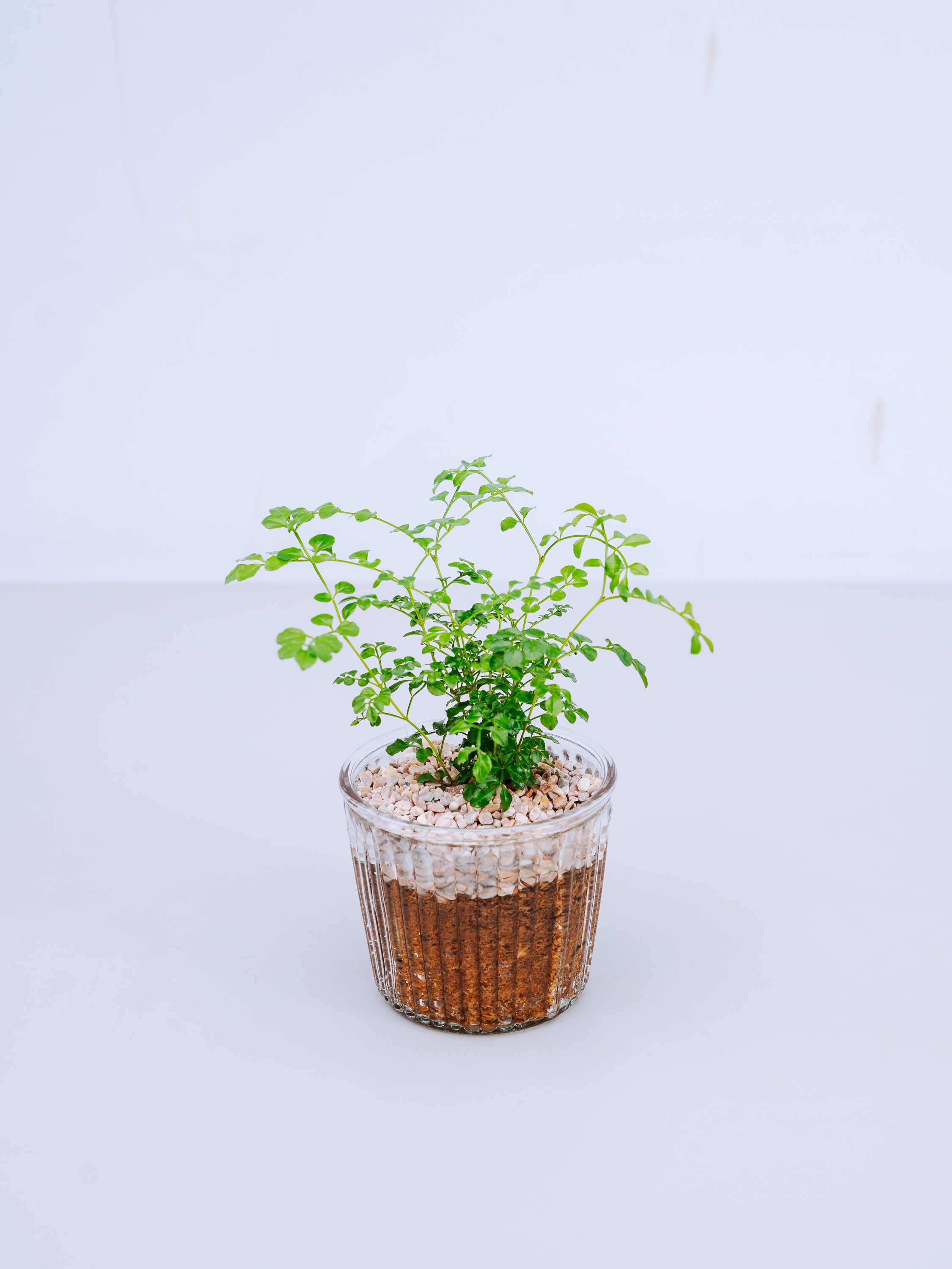 【一点もの】シマトネリコ Table-M