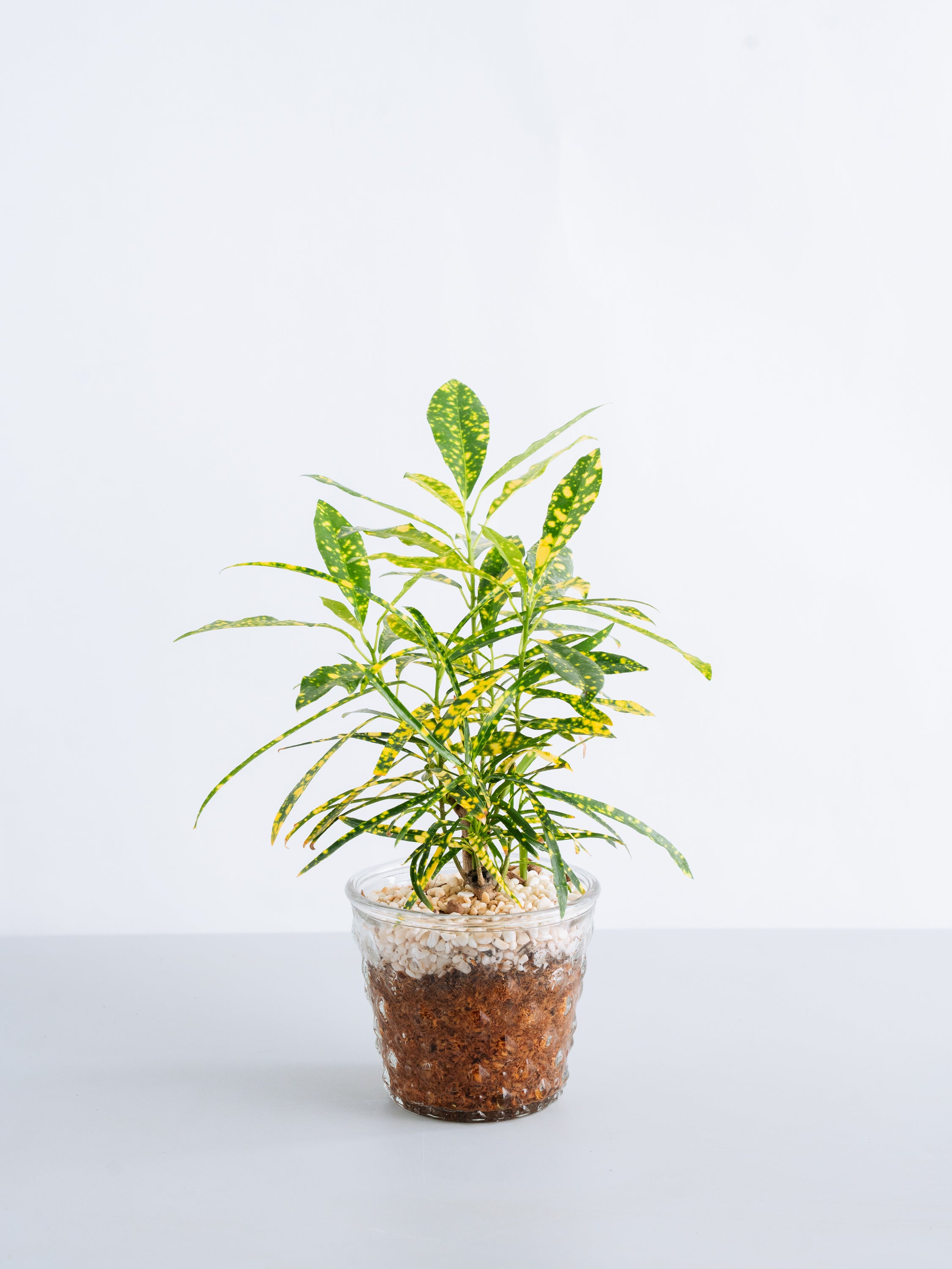 【一点もの】【水耕栽培】 クロトン Table-M #3