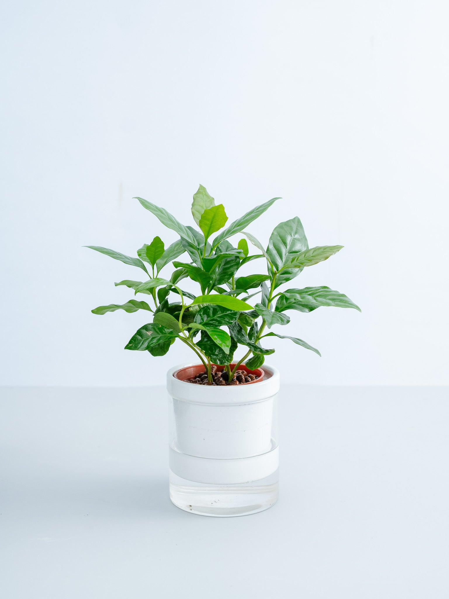 【一点もの】【水耕栽培】コーヒーの木 Table-S