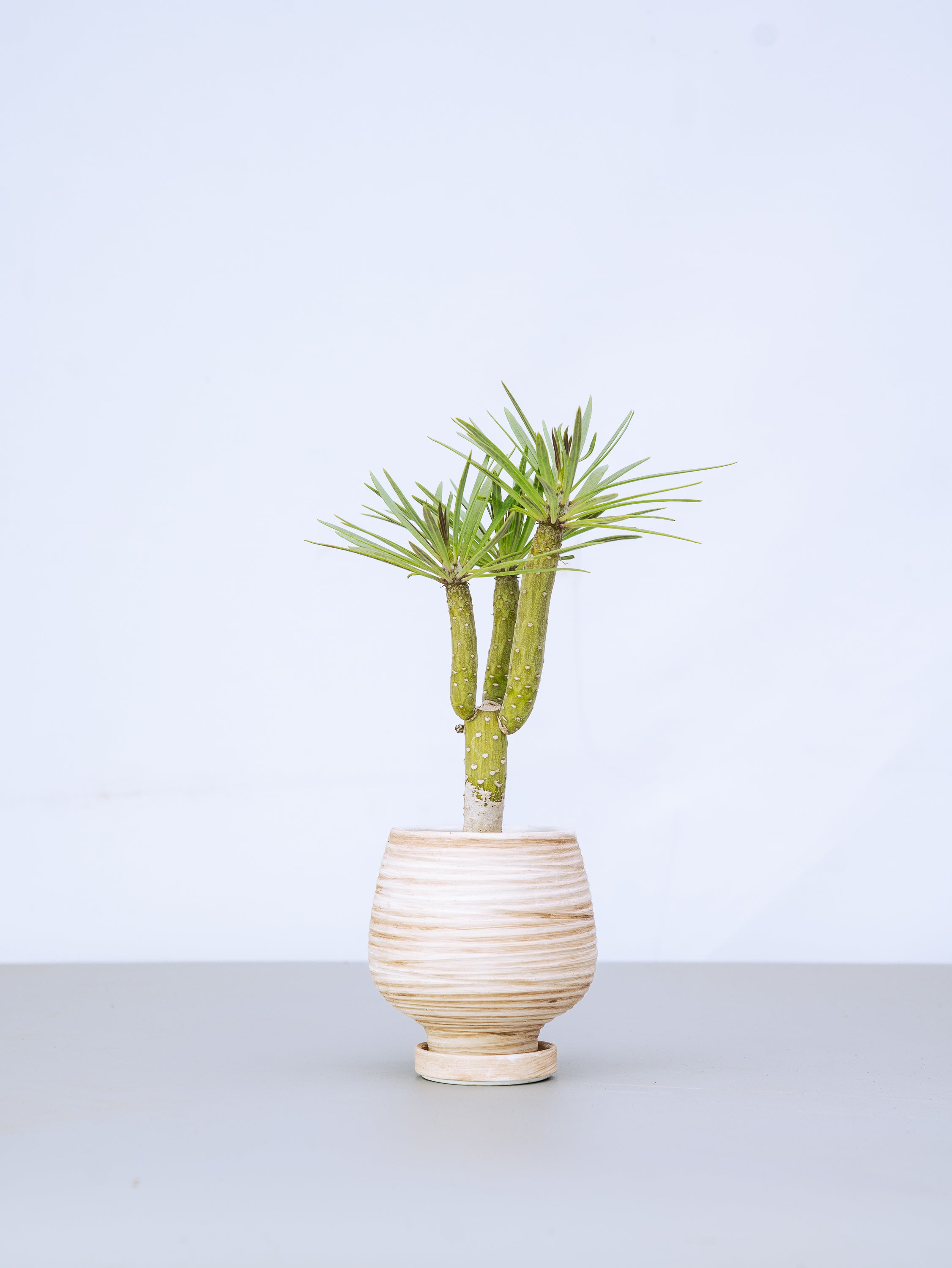 【一点もの】モンキーツリーTable-M #2