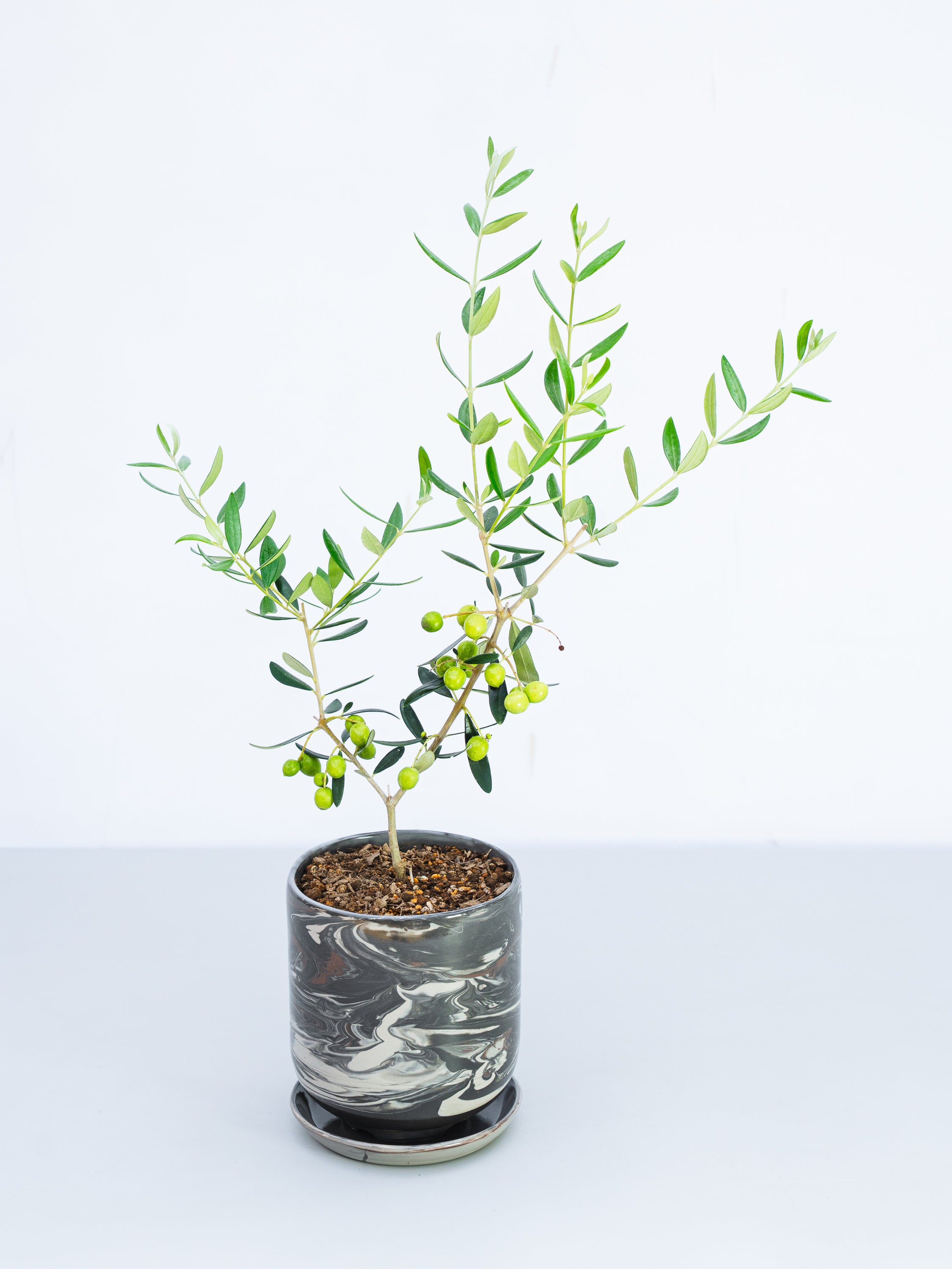 【一点もの】オリーブ・アレグロッソ 実付 S #4