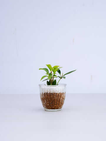 【一点もの】ペペロミア Table-M #1