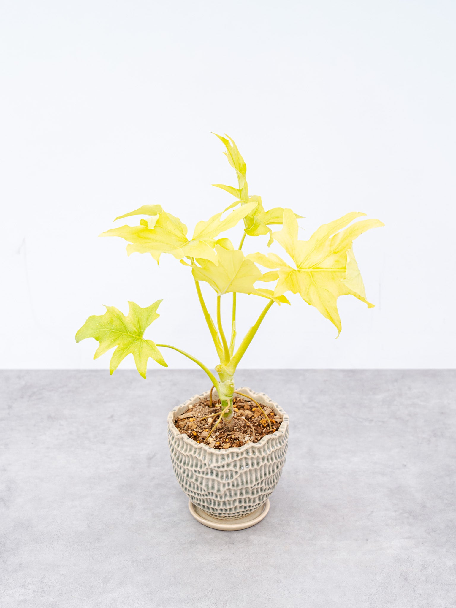 【一点もの】フィロデンドロン・ワルセヴィッチ Table-L #2