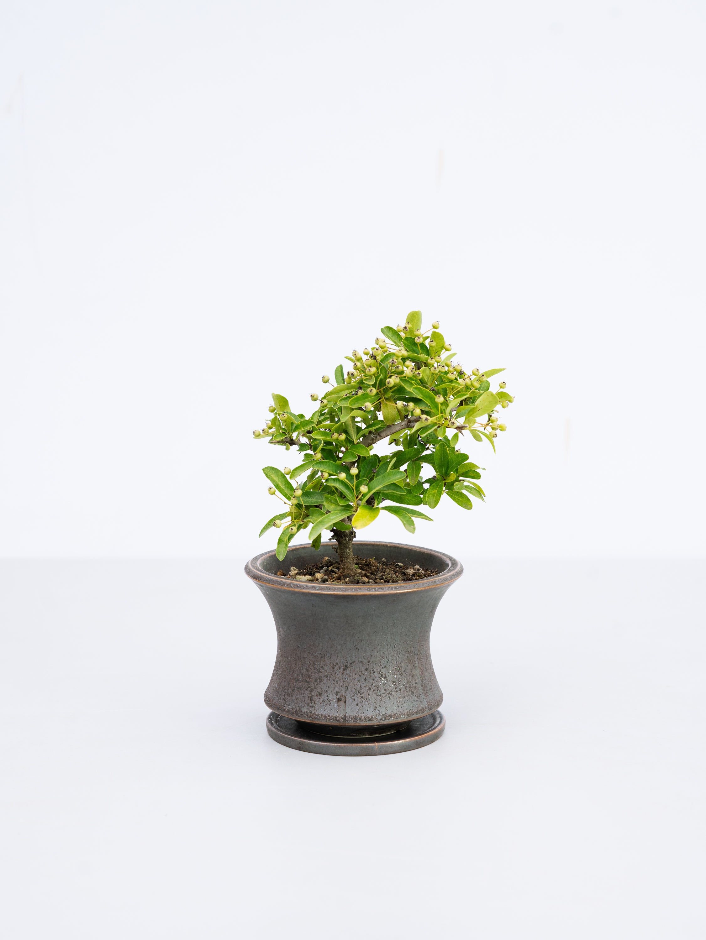 【一点もの】ピラカンサス 黄実 Table-S