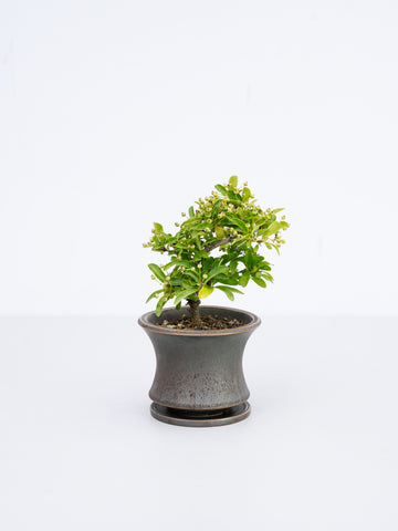 【一点もの】ピラカンサス 黄実 Table-S