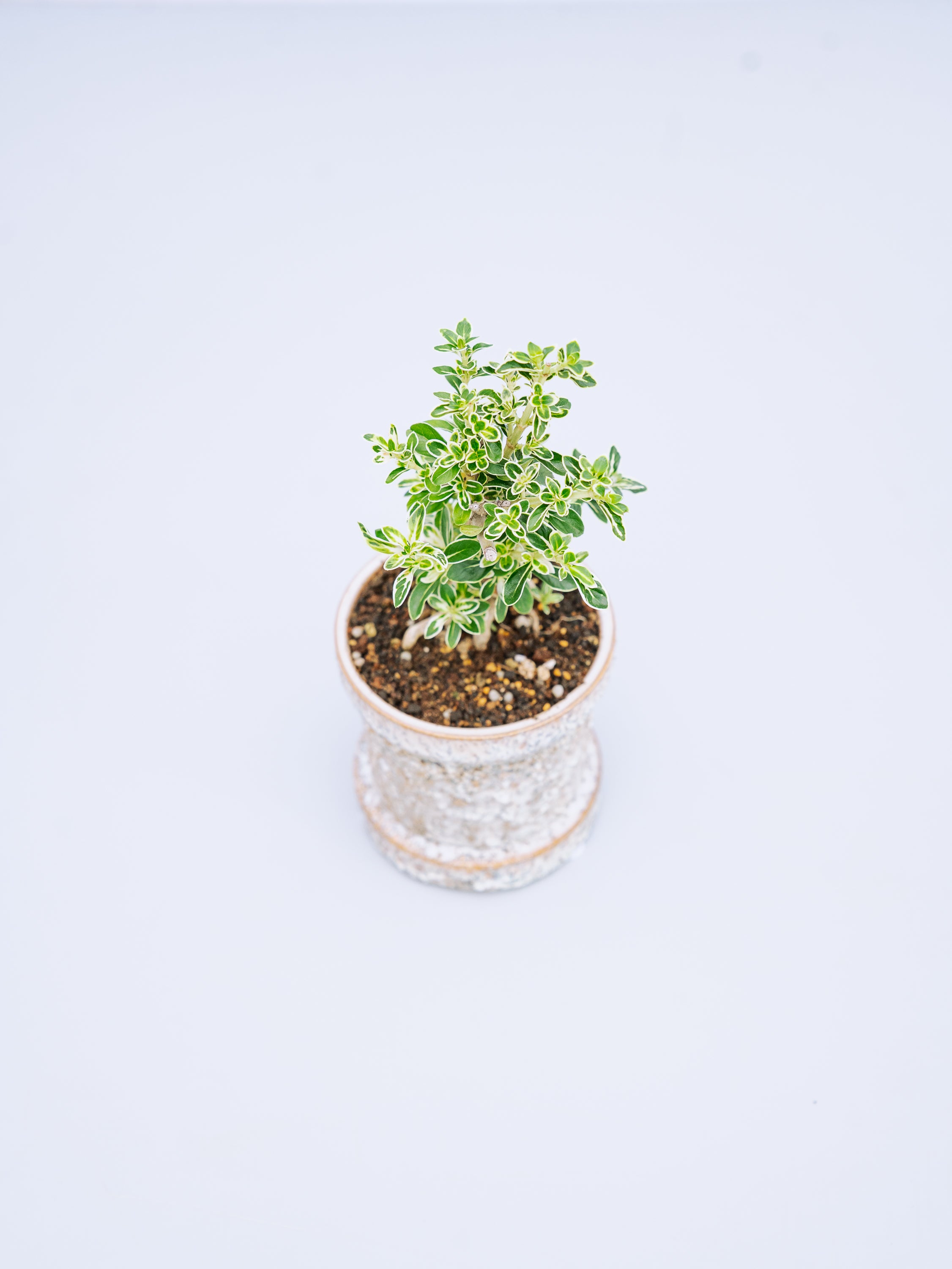 【一点もの】斑入り白鳥花 Table-S