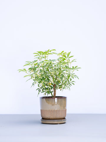 【一点もの】シェフレラ・ムーンドロップ Table-L