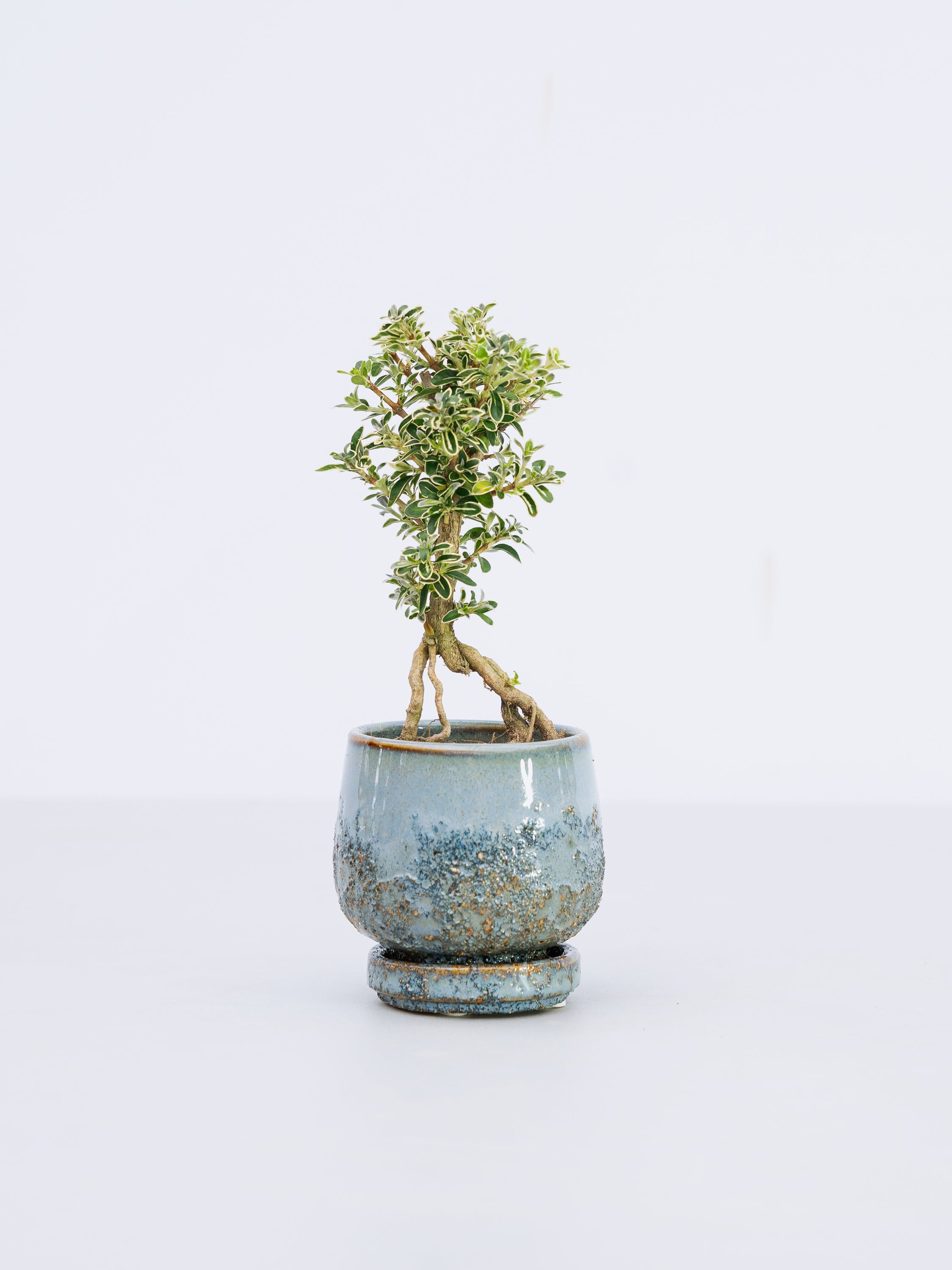 【一点もの】斑入白鳥花（斑入りハクチョウゲ） Table-S