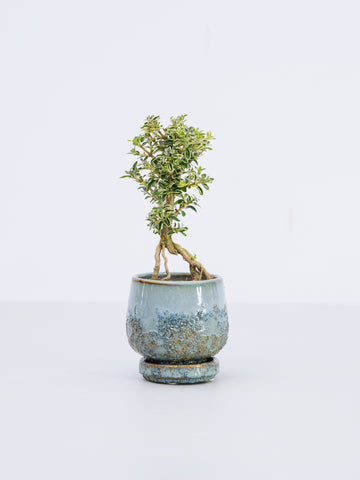 【一点もの】斑入白鳥花（斑入りハクチョウゲ） Table-S