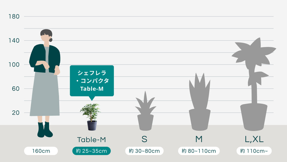 シェフレラ・コンパクタ Table-Mのサイズ