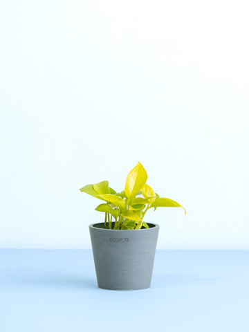 【クリアプランツ】ポトス・ライム Table-S