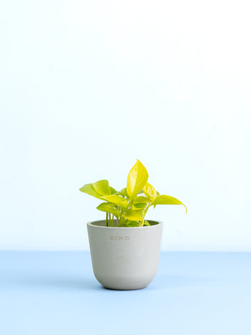【クリアプランツ】ポトス・ライム Table-S