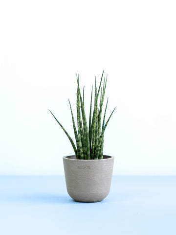 サンスベリア・ファーンウッド・ミカド Table-S