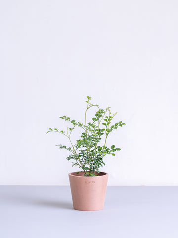 シマトネリコ Table-S