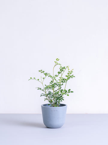 シマトネリコ Table-S
