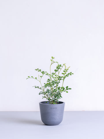 シマトネリコ Table-S