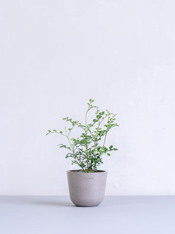 シマトネリコ Table-S