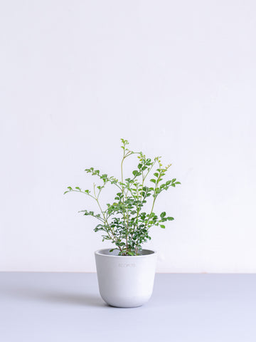 シマトネリコ Table-S