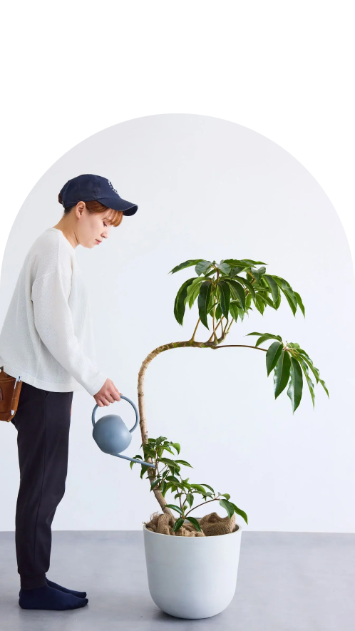 の観葉植物
