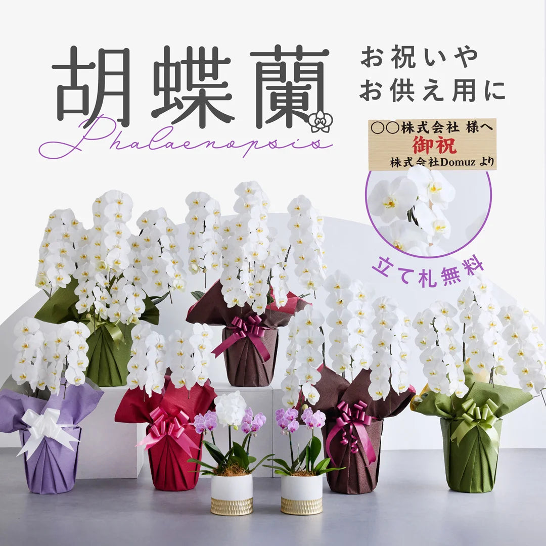 お祝いに贈る胡蝶蘭