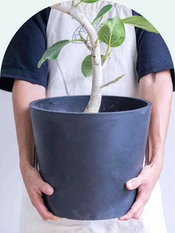 Lサイズの植木鉢