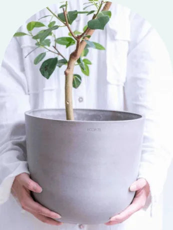 Mサイズの植木鉢