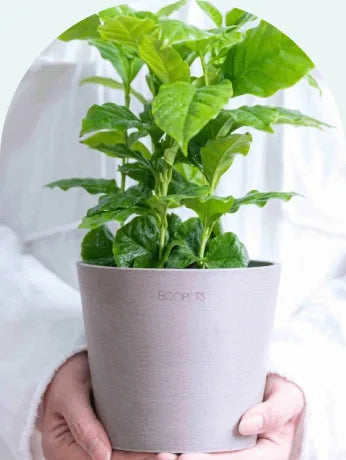 Table-Mの植木鉢