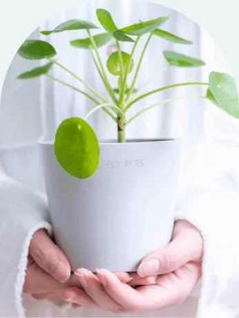 Table-Sの植木鉢