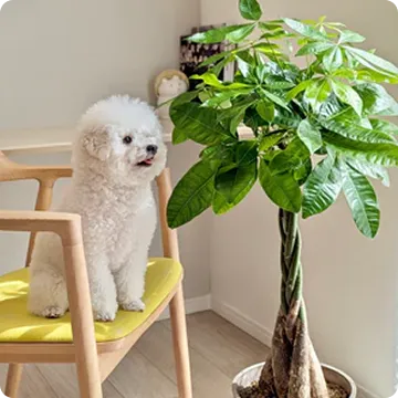 ペットと楽しめる植物