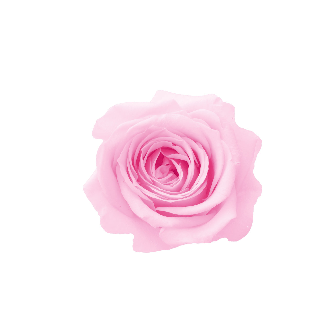 alphabetrose-babypink
