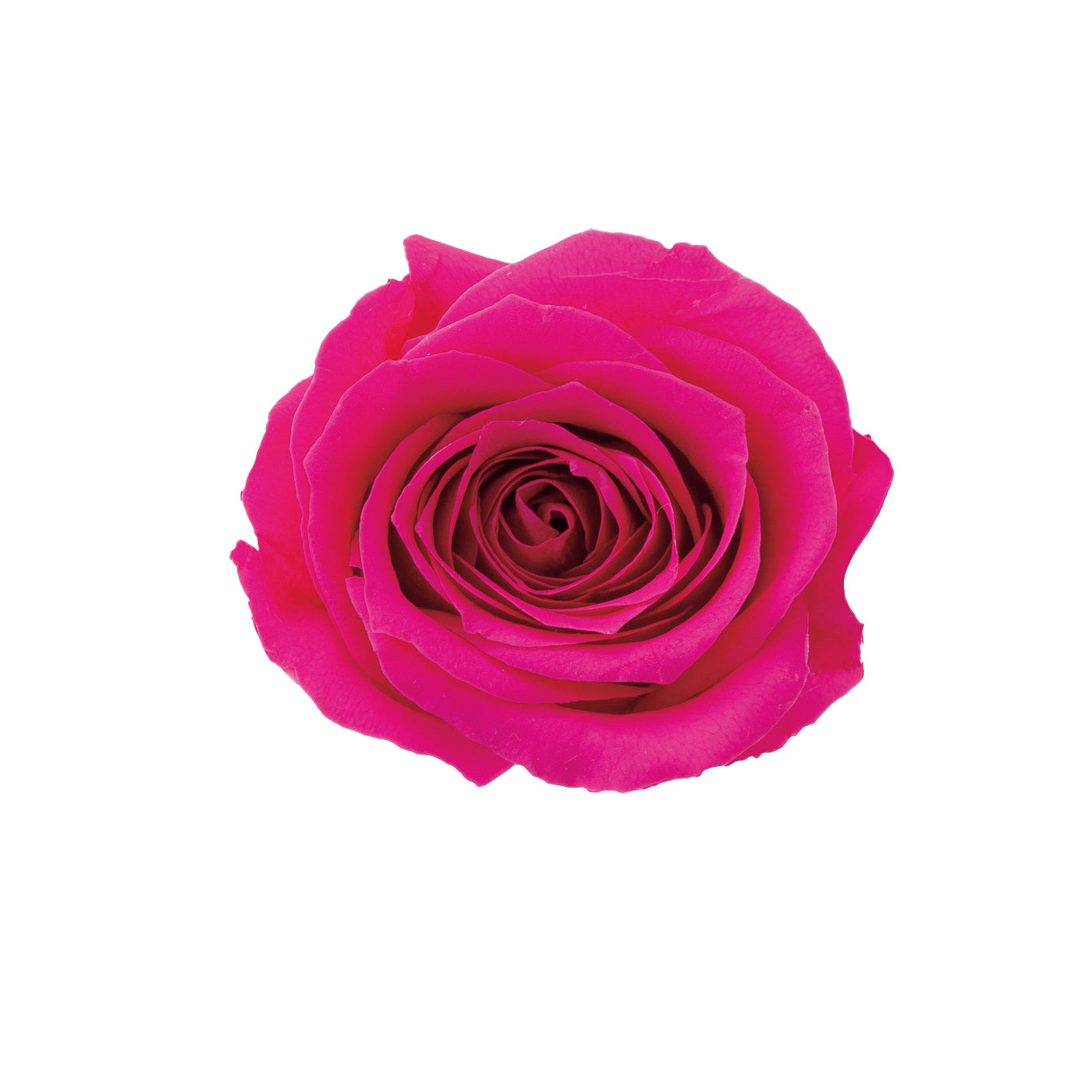 alphabetrose-pink