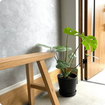 玄関におすすめの観葉植物