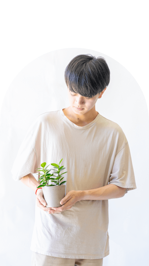 の観葉植物