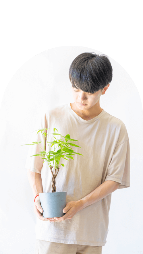 の観葉植物