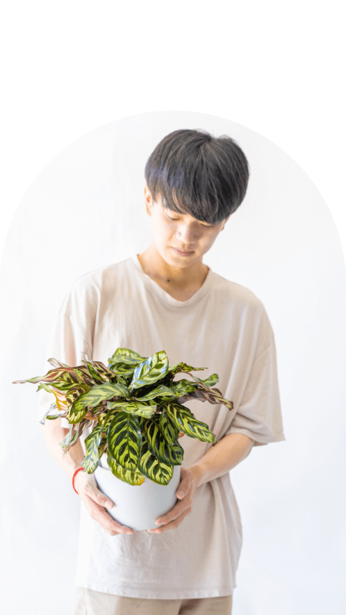 の観葉植物