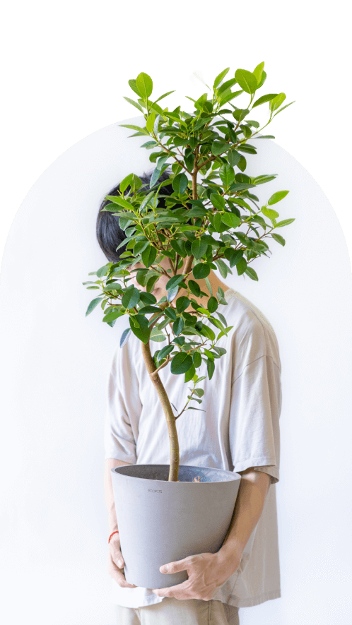 の観葉植物