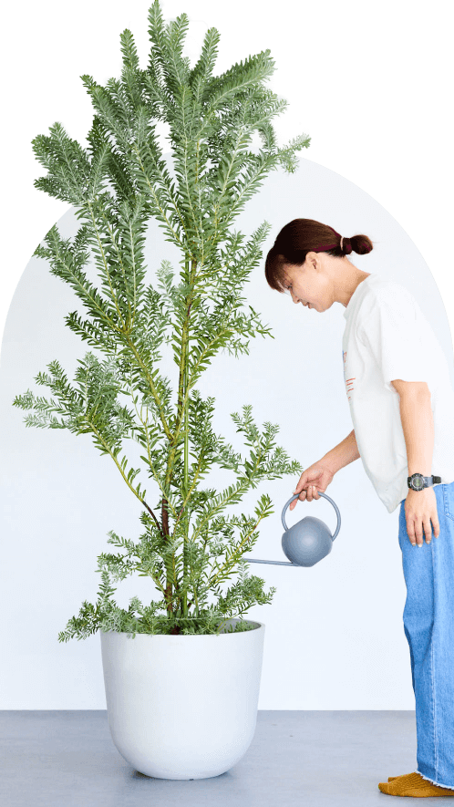 の観葉植物