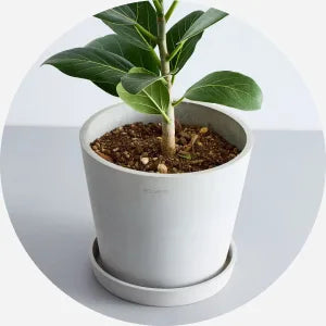 ECOPOTSに直植えした植物