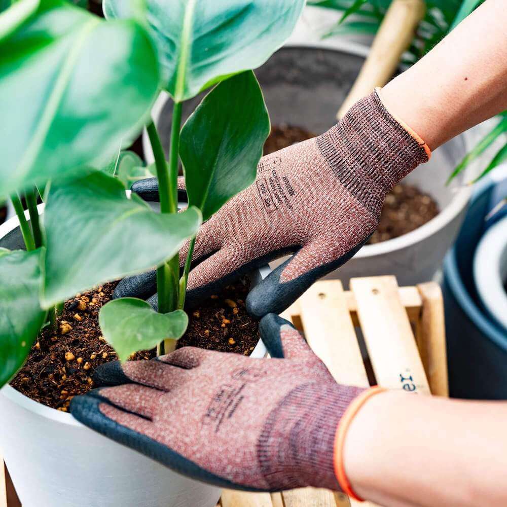 経験豊富なスタッフが無料で植え替えてお届け