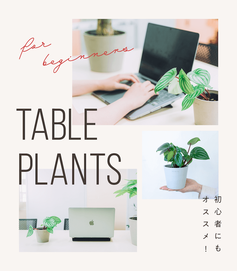 初心者にもおすすめ。テーブルプランツ特集
